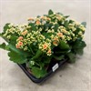KALANCHOE 12 CM APRICOS HÖST 1X6